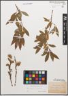 Foto von Salix caprea L. x Salix purpurea L.